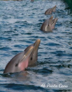 Dolphin Expolorer 2